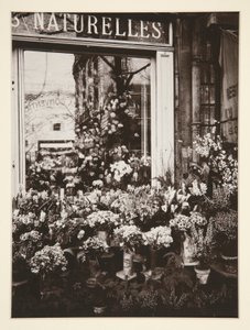 Virágüzlet -37 (Virágüzlet) alkotó: Eugène Atget