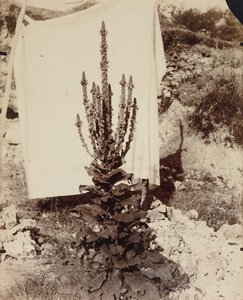 Mullein virágzásban alkotó: Eugène Atget