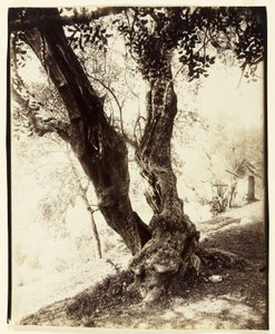 Olivier, Nizza, 1900 körül alkotó: Eugène Atget