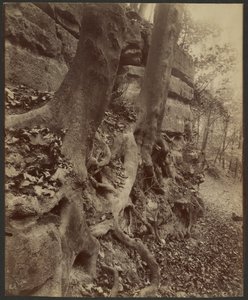 Saint-Cloud Park alkotó: Eugène Atget
