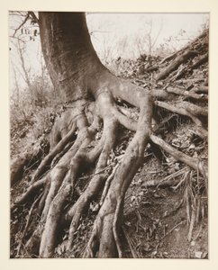 Saint-Cloud alkotó: Eugène Atget