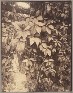 Vigne Vierge alkotó: Eugène Atget
