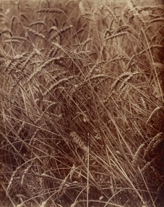Búza alkotó: Eugène Atget