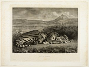 Bengáli tigris alkotó: Eugène Delacroix