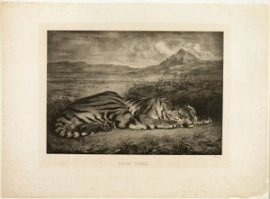 Bengáli tigris alkotó: Eugène Delacroix