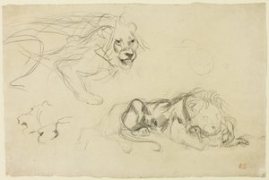 Oroszlántanulmányok alkotó: Eugène Delacroix