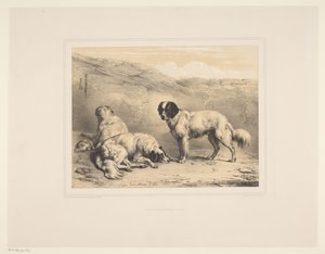 Három kutya Különféle állatok (sorozat címe) Etudes d