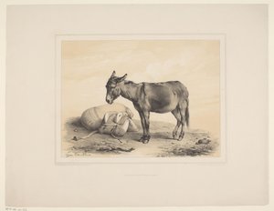 Rustende pakezel Sokszínű dieren (sorozat címe) Állattanulmányok (sorozat címe) alkotó: Eugène Verboeckhoven