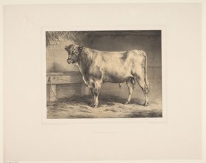 Stier Sokszínű dieren (sorozat címe) Állattanulmányok (sorozat címe)