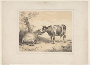 Twee koeien Különféle tamme dieren (sorozat címe) Tizenhárom házi- és őshonos állatok témaköre (sorozat címe)