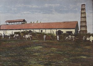 Cukornád betakarítás alkotó: European Photographer