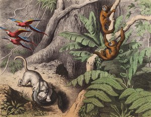 Egy erdő Brazíliában (színes litográfia) alkotó: European School