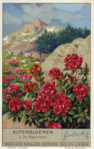 Alpenrose (Rhododendron ferrugineum) (chromolitho) alkotó: European School