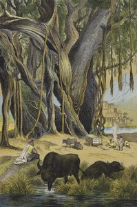 India állatai és növényei (színes litho) alkotó: European School