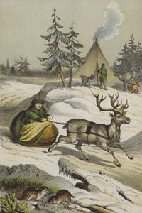 Lappföld állatai és növényei (színes litho) alkotó: European School