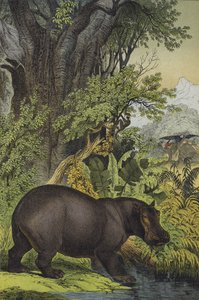 A szudáni mocsaras erdők állatai és növényei (színes litho) alkotó: European School