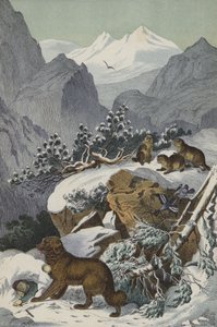 Az Alpok állatai és növényei (színes litho) alkotó: European School