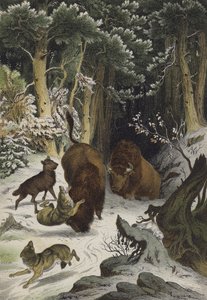A Bialowicz-i erdő állatai és növényei, Litvánia (színes litho) alkotó: European School