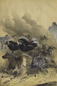 Dél-Afrika állatai (színes litho) alkotó: European School