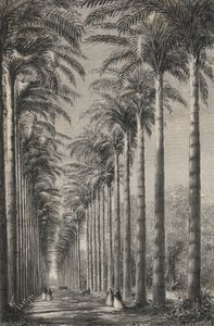 Pálmafák sugárútja a Rio-de-Janeiro-i Botanikus Kertben (metszet) alkotó: European School