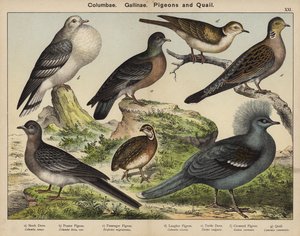Columbae, Gallinae, Galambok és fürjek (színes litográfia) alkotó: European School