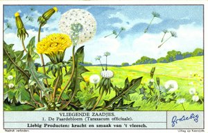 Pitypang (Taraxacum officinale) (chromolitho) alkotó: European School