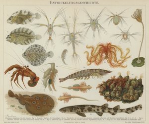 A tengeri élővilág fejlődése (színes litho) alkotó: European School