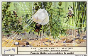 Búvárpók (Argyroneta aquatica) (chromolitho) alkotó: European School