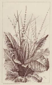 Kikötő, Rumex (litho) alkotó: European School