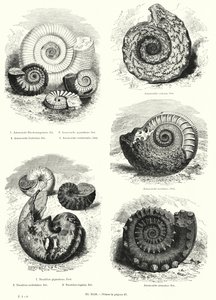 Ammonites és nautilus kövületei (litho) alkotó: European School