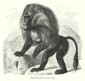Gelada pávián (metszet) alkotó: European School