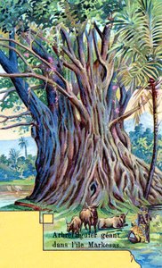 Óriási fügefa az Anna Maria-öbölben, Nuku Hiva, Marquesas-szigetek alkotó: European School