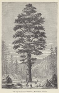 Gigantikus kaliforniai cédrus, Wellingtonia gigantea (metszet) alkotó: European School