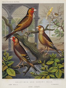 Goldfinch és Canary Mule, Dark Mealy, Cinnamon, Dark Jonque (színes litográfia) alkotó: European School