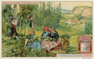 Komló betakarítása Francia Svájcban alkotó: European School