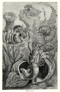 Remeterákok (metszet) alkotó: European School