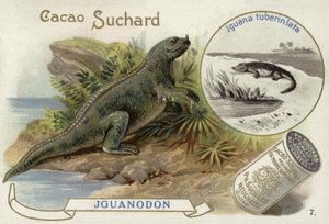 Iguanodon és Iguana Tuberculata alkotó: European School