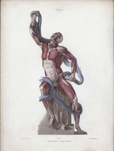 Illusztráció Az ember külső formáinak anatómiájához: Laocoon (színes litó) alkotó: European School