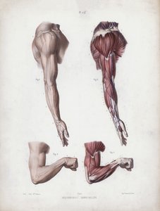 Illusztráció: Az ember külső formáinak anatómiája: férfi kar és kezek (színes litho) alkotó: European School