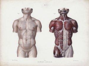 Illusztráció: Az ember külső formáinak anatómiája: Férfi törzs, elölnézet (színes litó) alkotó: European School