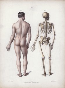 Illusztráció: Az ember külső formáinak anatómiája: álló ember, hátulnézet (színes litó) alkotó: European School