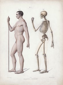 Illusztráció: Az ember külső formáinak anatómiája: álló ember, oldalnézetben (színes litó) alkotó: European School