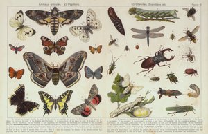 Rovarok és más gerinctelenek (chromolitho) alkotó: European School