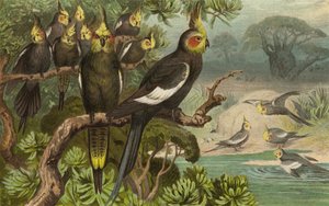 Keilschwanz-Kakadu, Corella alkotó: European School