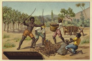 Kakaóhüvelyek betöltése zsákokba, Afrika alkotó: European School