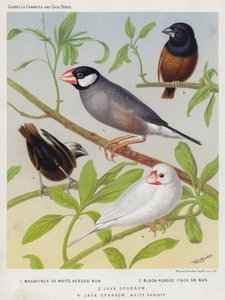 Magafinch vagy White-Headed Nun, Black-Headed Finch vagy Nun, Java Sparrow, White Variety (színes litográfia) alkotó: European School
