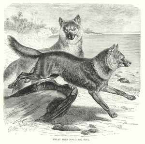 Maláj vadkutya (metszet) alkotó: European School