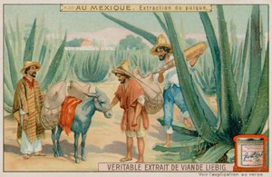 Mexikói Pulque-kivonás egy kaktuszból alkotó: European School