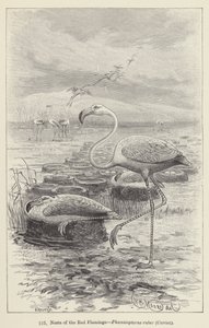 Vörös flamingó, Phoenicopterus ruber, Cuvier fészkei (metszet) alkotó: European School