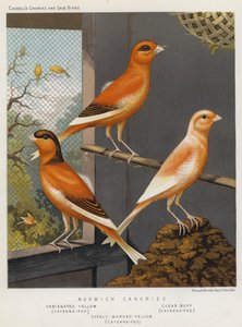 Norwich Kanárik, tarka sárga, Cayenne-táplált, Clear Buff, Cayenne-táplált, Egyenletes sárga, Cayenne-Fed (színes litho) alkotó: European School